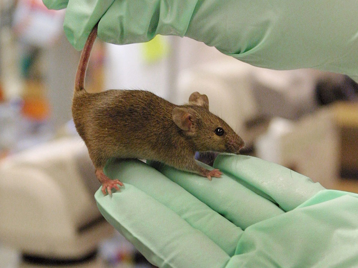 Does The US Government Fund Transgender Mouse Research? A Factual Analysis Does The US Government Fund Transgender Mouse Research? A Factual Analysis