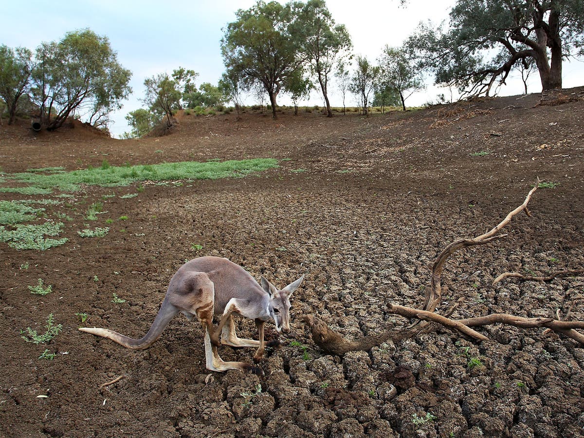 Farmers Struggle Amidst Drought And Kangaroo Overgrazing In South Australia Farmers Struggle Amidst Drought And Kangaroo Overgrazing In South Australia