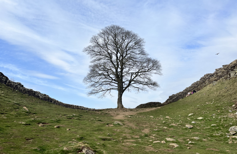 Felling Of Iconic Sycamore Gap Tree: Court Convictions Felling Of Iconic Sycamore Gap Tree: Court Convictions