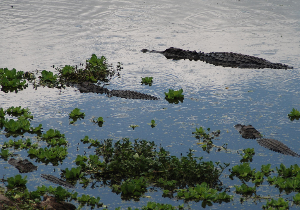 Filming Alligators In Florida Springs: A Guide For Filmmakers Filming Alligators In Florida Springs: A Guide For Filmmakers
