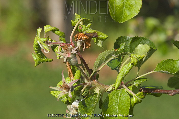 Forecasting Apple Harvest: A 10-30% Reduction Due To Rosy Apple Aphid Forecasting Apple Harvest: A 10-30% Reduction Due To Rosy Apple Aphid
