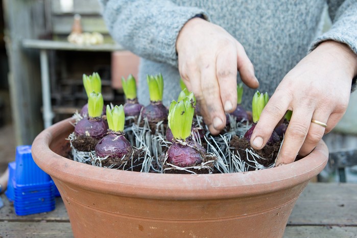 Get Gorgeous Hyacinth Blooms: A Simple Planting Guide Get Gorgeous Hyacinth Blooms: A Simple Planting Guide
