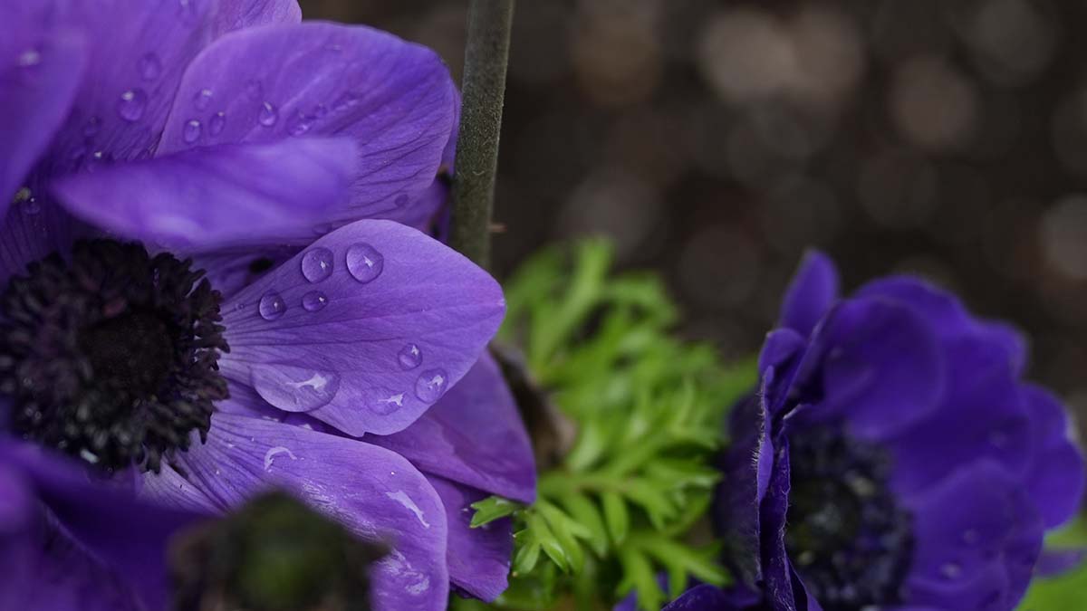 Get Ready: Cool, Wet, And Windy Weather Hits San Diego Get Ready: Cool, Wet, And Windy Weather Hits San Diego