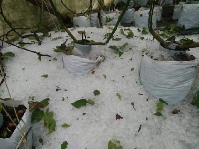 Hailstorms Damage Summer Landscapes: Pools And Gardens Affected Hailstorms Damage Summer Landscapes: Pools And Gardens Affected