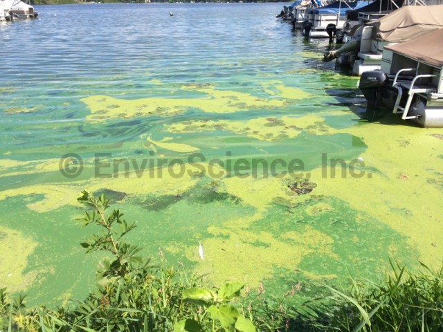 Harmful Algal Bloom Threatens California's Coastal Wildlife Harmful Algal Bloom Threatens California's Coastal Wildlife