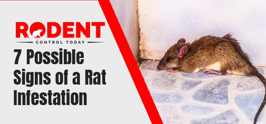 Houston Faces Unprecedented Crisis: Drug-Addicted Rat Infestation Houston Faces Unprecedented Crisis: Drug-Addicted Rat Infestation
