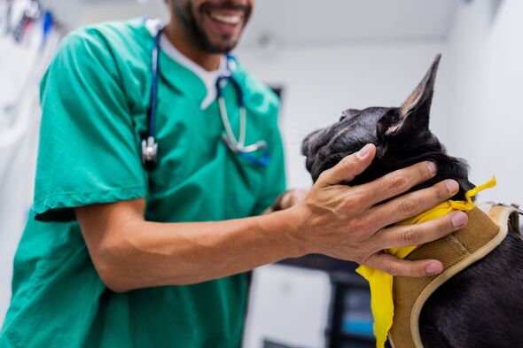 How Effective Are Veterinary Watchdogs In Protecting Pet Owners? How Effective Are Veterinary Watchdogs In Protecting Pet Owners?