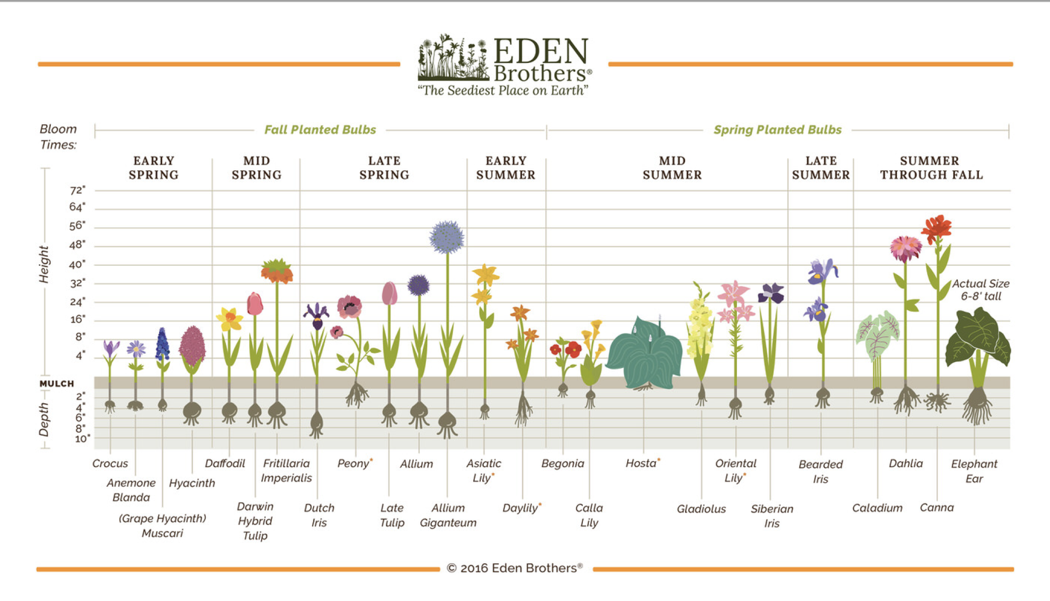 Hyacinth Bulb Planting Schedule: Ensuring Vibrant Spring Displays Hyacinth Bulb Planting Schedule: Ensuring Vibrant Spring Displays