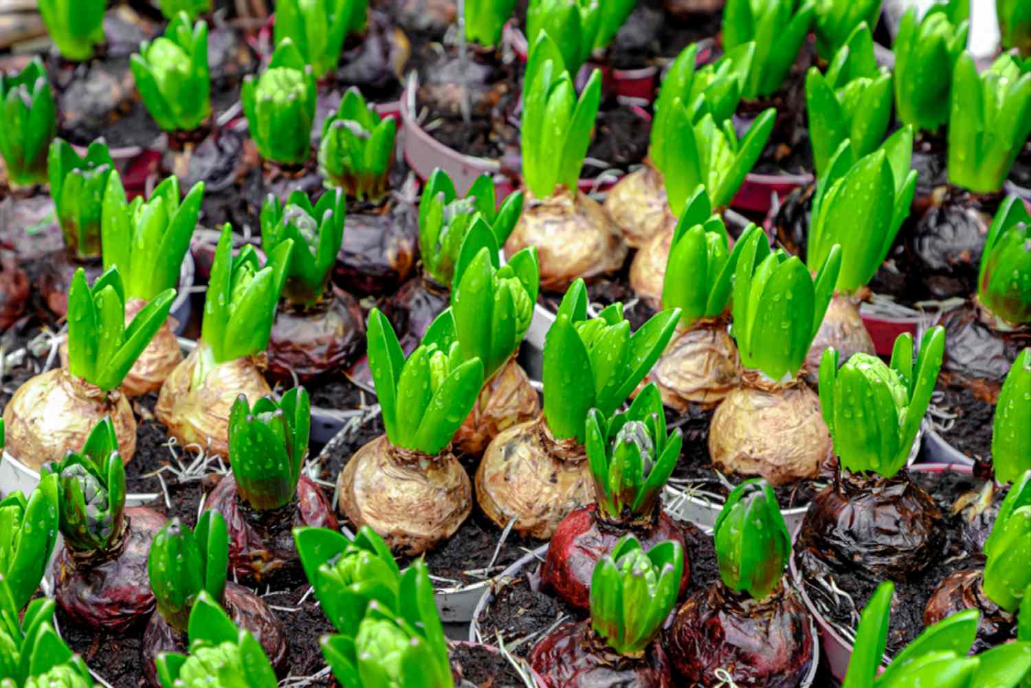 Hyacinth Bulb Planting: Timing For Success Hyacinth Bulb Planting: Timing For Success