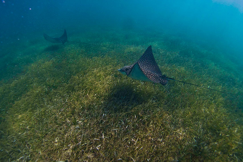 Implementing Seagrass Restoration: A Sustainable Future For Scotland's Coastline Implementing Seagrass Restoration: A Sustainable Future For Scotland's Coastline