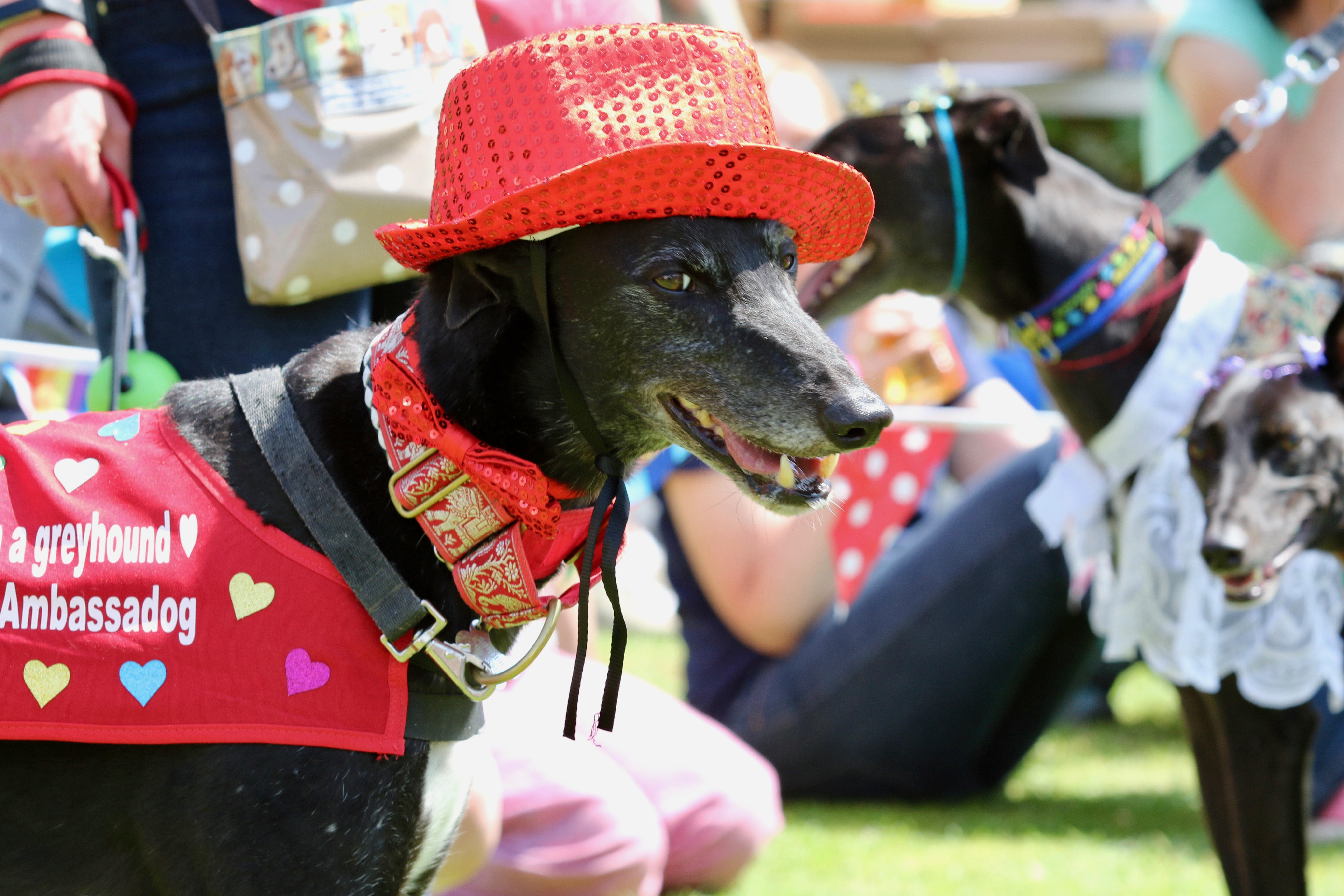 Improve Mental Wellbeing: Didcot Dog Walking Event Improve Mental Wellbeing: Didcot Dog Walking Event