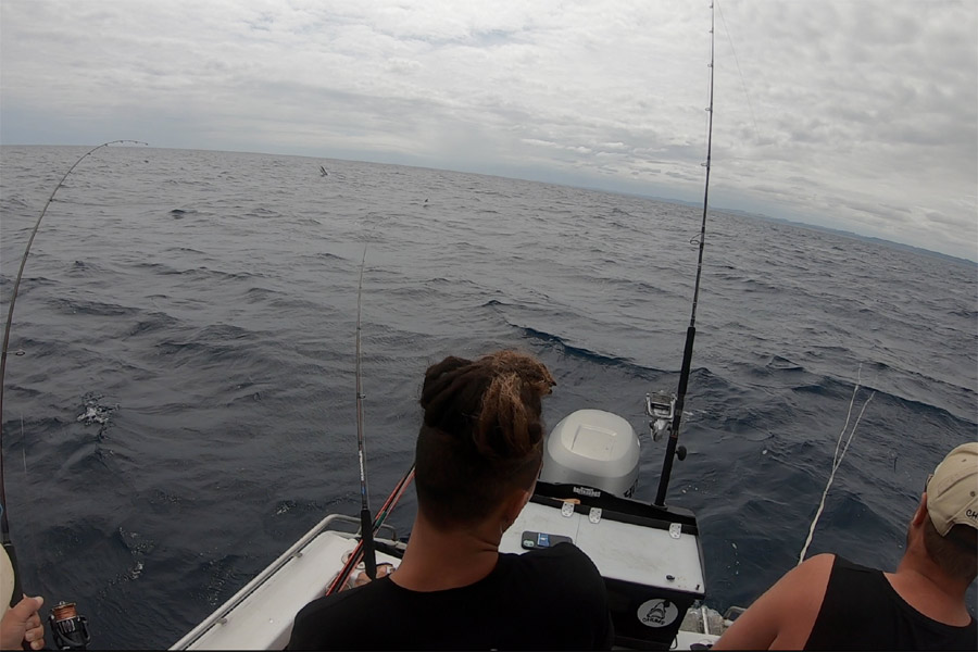 Improved Marlin Fishing Results With Torpedo Bats? Improved Marlin Fishing Results With Torpedo Bats?