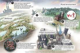 Increased Risk Of Invasive Fungal Infections Due To Global Warming Increased Risk Of Invasive Fungal Infections Due To Global Warming