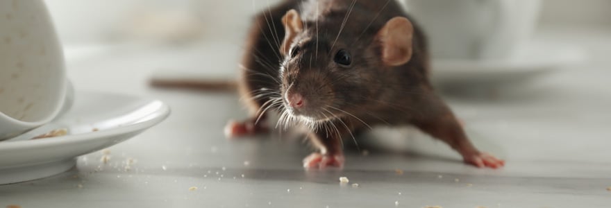 Inquiétude À Bouton D'Or (Florange) : Infestation De Rats Et Manque De Remplacements