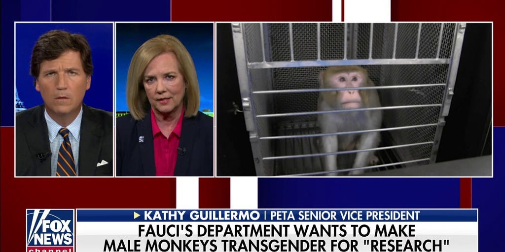 Investigating Claims Of US Funding For Transgender Mouse Studies Investigating Claims Of US Funding For Transgender Mouse Studies
