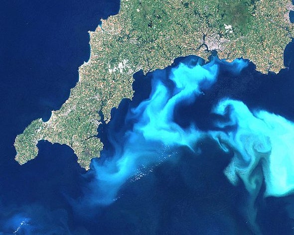 Investigating The Effects Of Toxic Algae Blooms On California's Coast Investigating The Effects Of Toxic Algae Blooms On California's Coast