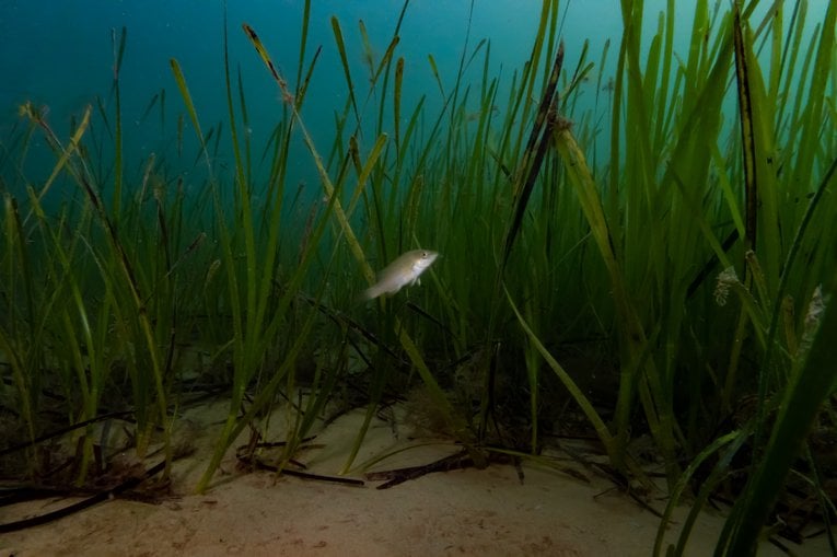 Investing In Scotland's Future: Seagrass Planting For Coastal Restoration Investing In Scotland's Future: Seagrass Planting For Coastal Restoration