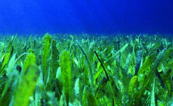 Investing In Scotland's Future: Seagrass Restoration And Coastal Health Investing In Scotland's Future: Seagrass Restoration And Coastal Health