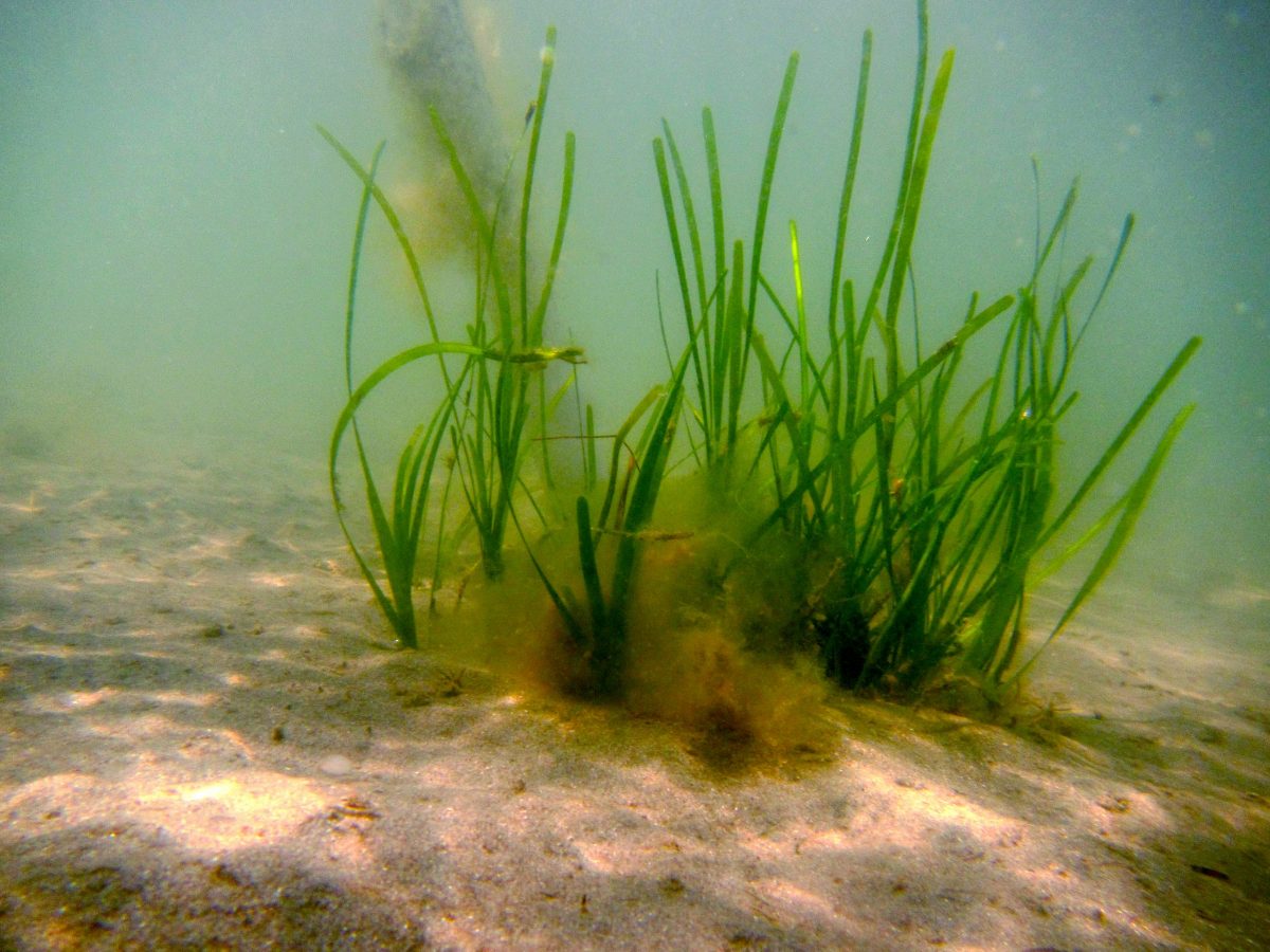 Investing In Scotland's Future: Seagrass Restoration Bids And Projects Investing In Scotland's Future: Seagrass Restoration Bids And Projects