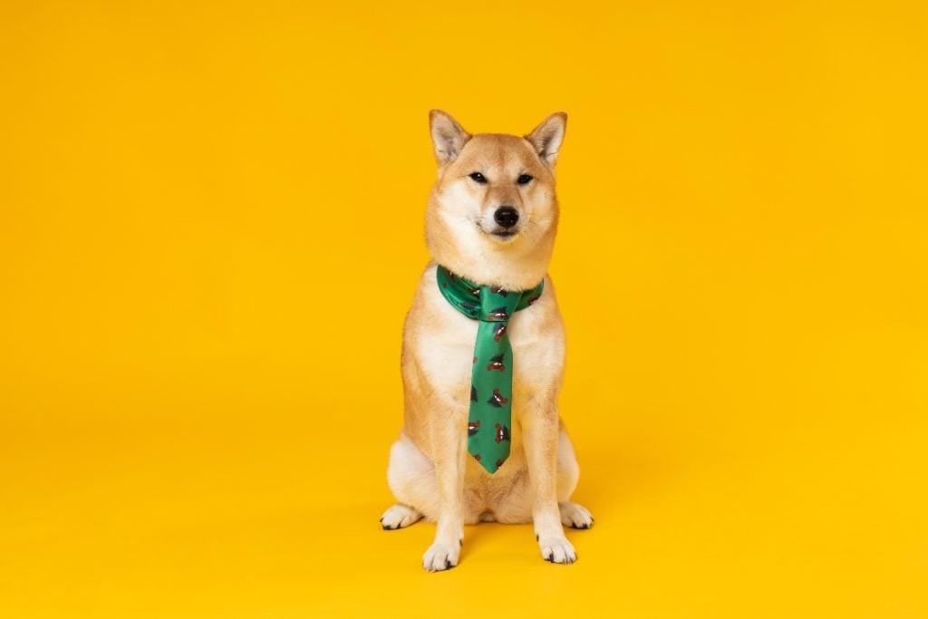Is Elon Musk Abandoning Dogecoin? Is Elon Musk Abandoning Dogecoin?
