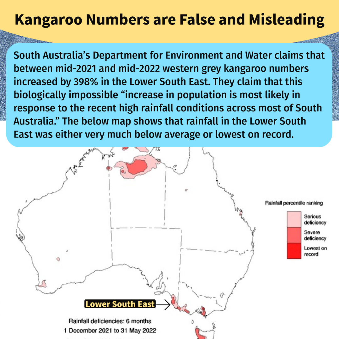 Kangaroo Population And Drought: Growing Crisis In South Australia's Farming Sector Kangaroo Population And Drought: Growing Crisis In South Australia's Farming Sector