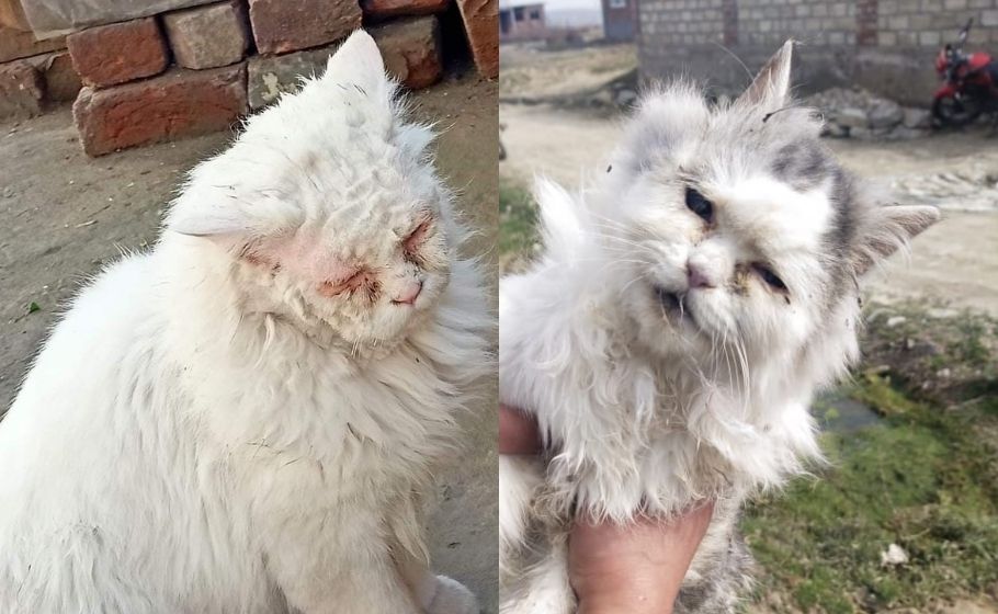 Kashmir's Cat Community In Upheaval Due To Viral Online Content Kashmir's Cat Community In Upheaval Due To Viral Online Content