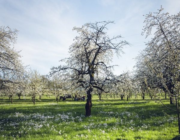 Kirschblüte In Pretzfeld: Wann Und Wo Die Schönsten Kirschbäume Blühen Kirschblüte In Pretzfeld: Wann Und Wo Die Schönsten Kirschbäume Blühen