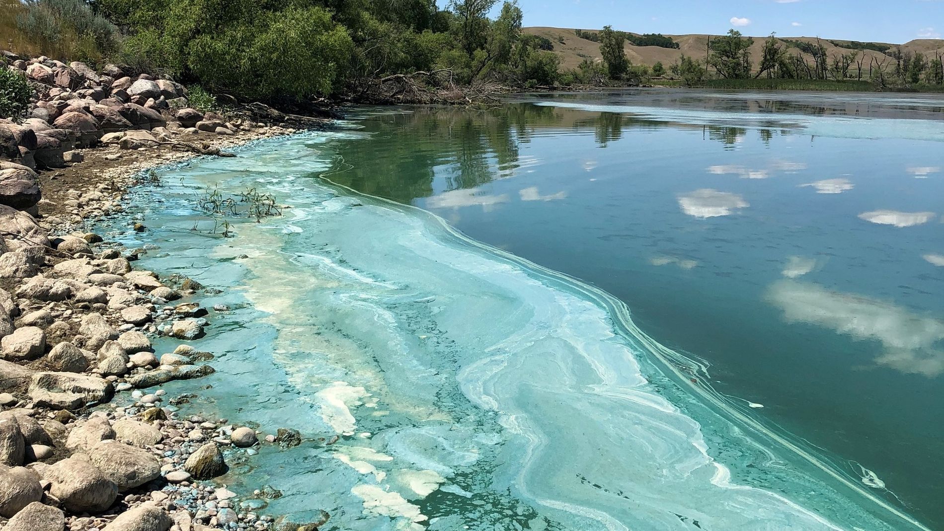 Kodiak Waters: Two Consecutive Harmful Algal Blooms Warn Shellfish Harvesters Kodiak Waters: Two Consecutive Harmful Algal Blooms Warn Shellfish Harvesters