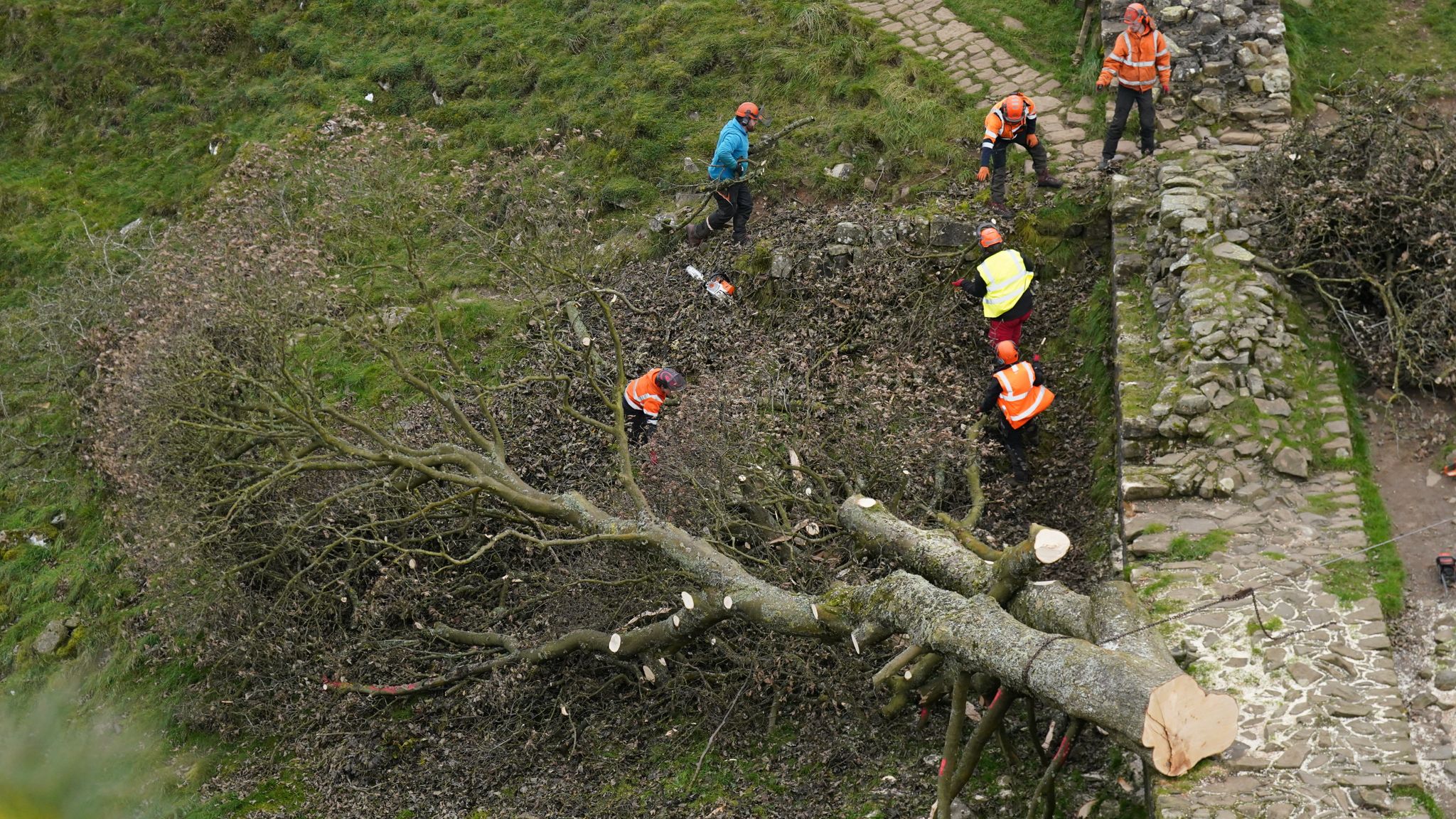 Landmark Sycamore Gap Tree: Two Men Receive Sentences For Destruction Landmark Sycamore Gap Tree: Two Men Receive Sentences For Destruction