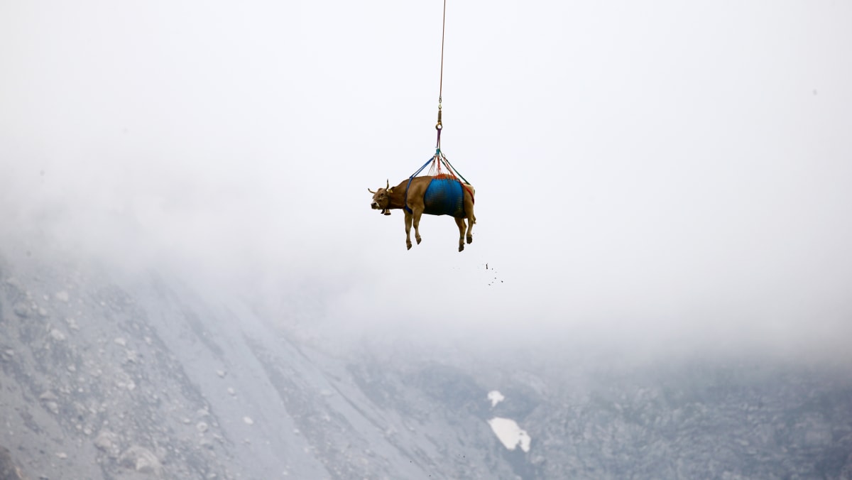 Landslide Risk Prompts Urgent Livestock Evacuation In Swiss Alpine Village Landslide Risk Prompts Urgent Livestock Evacuation In Swiss Alpine Village
