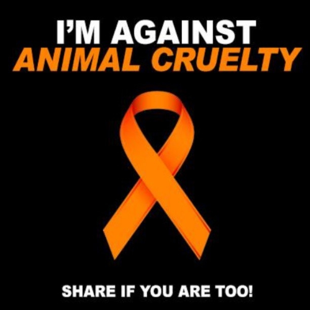 Lars Klingbeil: Awarded The Order Against Animal Cruelty Lars Klingbeil: Awarded The Order Against Animal Cruelty