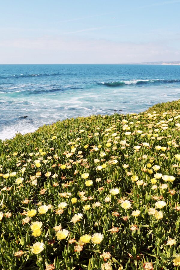 Last-Minute San Diego County Beach Plans For This Weekend Last-Minute San Diego County Beach Plans For This Weekend