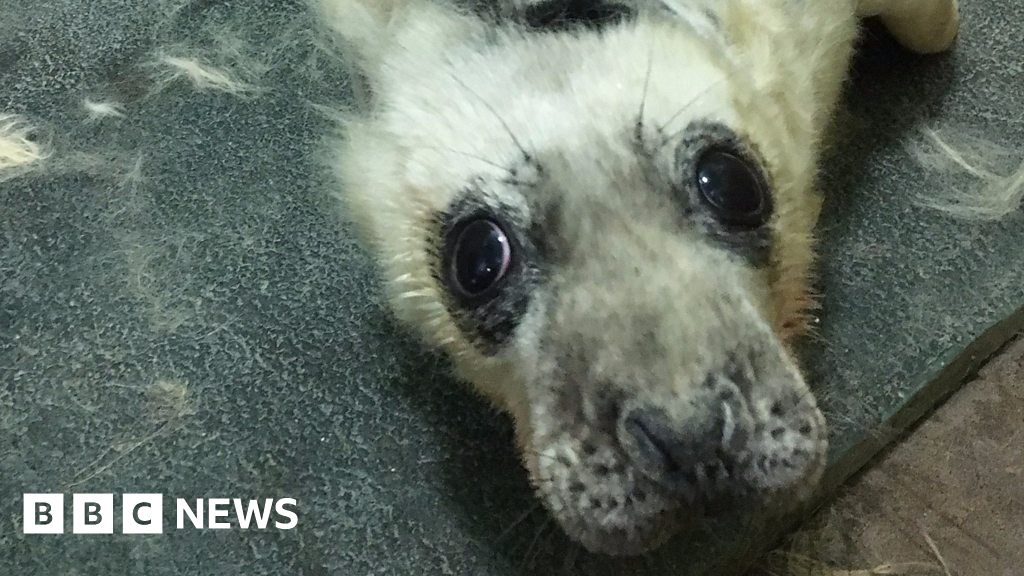 Last Seals Released As Pieterburen Rescue Center Closes Its Doors After 50 Years Last Seals Released As Pieterburen Rescue Center Closes Its Doors After 50 Years