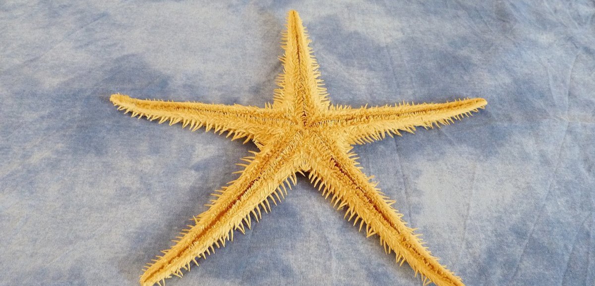 Le Vivant A-t-il Des Droits ? L'exemple De L'étoile De Mer Le Vivant A-t-il Des Droits ? L'exemple De L'étoile De Mer
