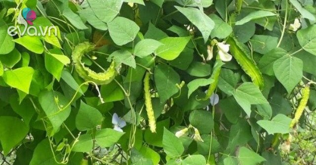 Loại Quả Xưa Nay Nổi Tiếng: Hương Vị Đặc Biệt, 60.000đ/kg Loại Quả Xưa Nay Nổi Tiếng: Hương Vị Đặc Biệt, 60.000đ/kg