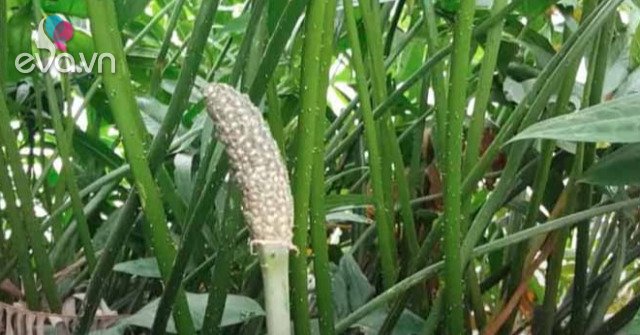 Loại Quả Xưa Nay Thành Đặc Sản 60.000đ/kg: Hương Vị Độc Đáo Được Dân Thành Phố Yêu Thích Loại Quả Xưa Nay Thành Đặc Sản 60.000đ/kg: Hương Vị Độc Đáo Được Dân Thành Phố Yêu Thích