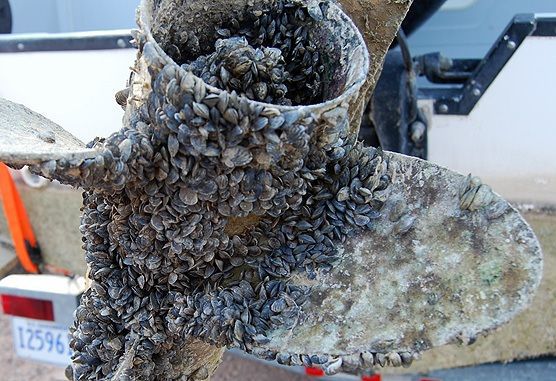 Massive Zebra Mussel Infestation Found On Casper Boat Lift Massive Zebra Mussel Infestation Found On Casper Boat Lift