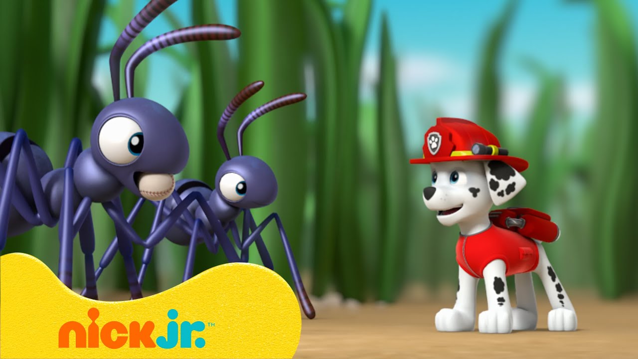 Mejores Rescates Paw Patrol Piratas (15 Minutos) En Español YouTube Mejores Rescates Paw Patrol Piratas (15 Minutos) En Español YouTube