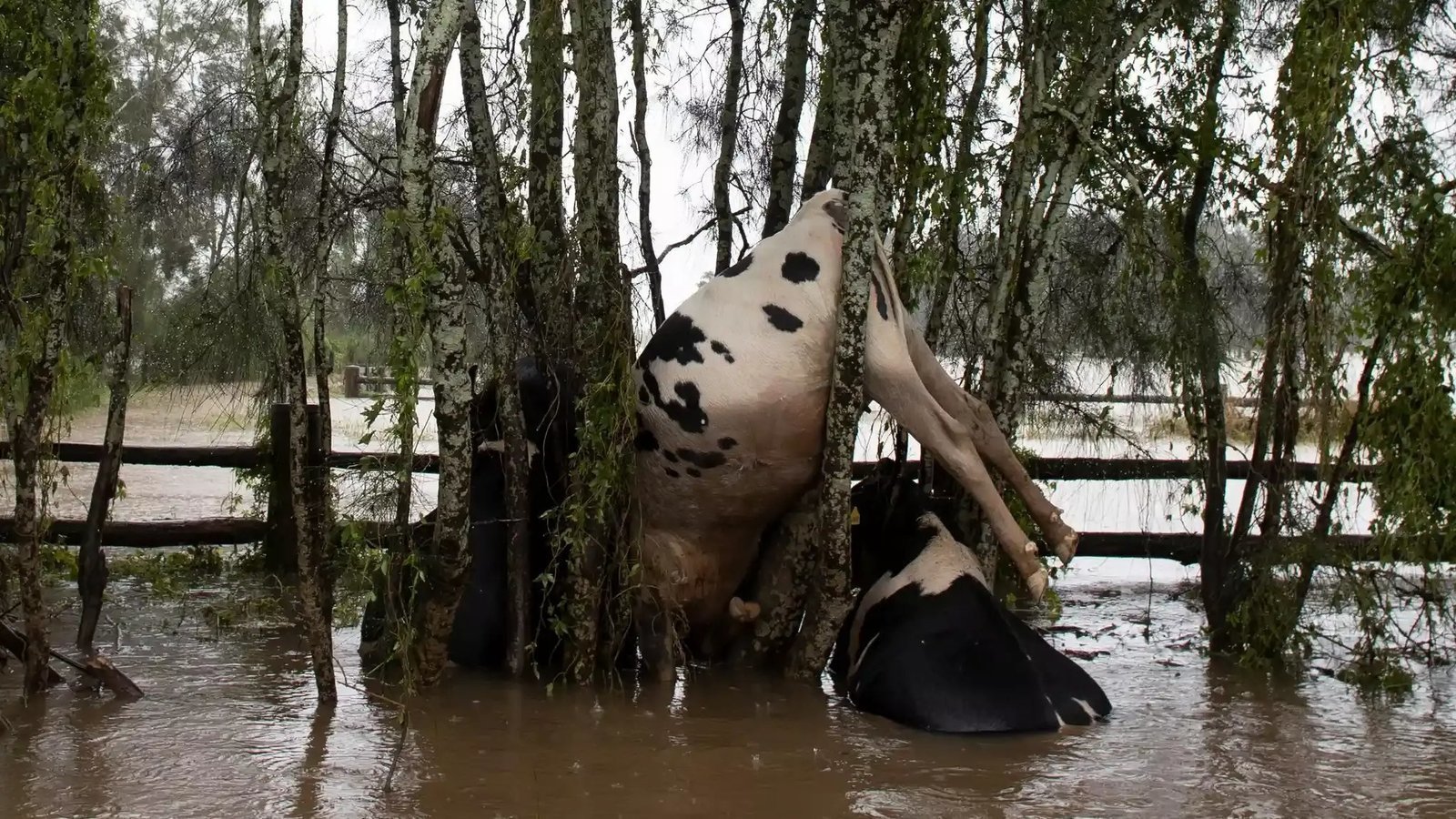 Minimizing Livestock Losses During And After Floods Minimizing Livestock Losses During And After Floods
