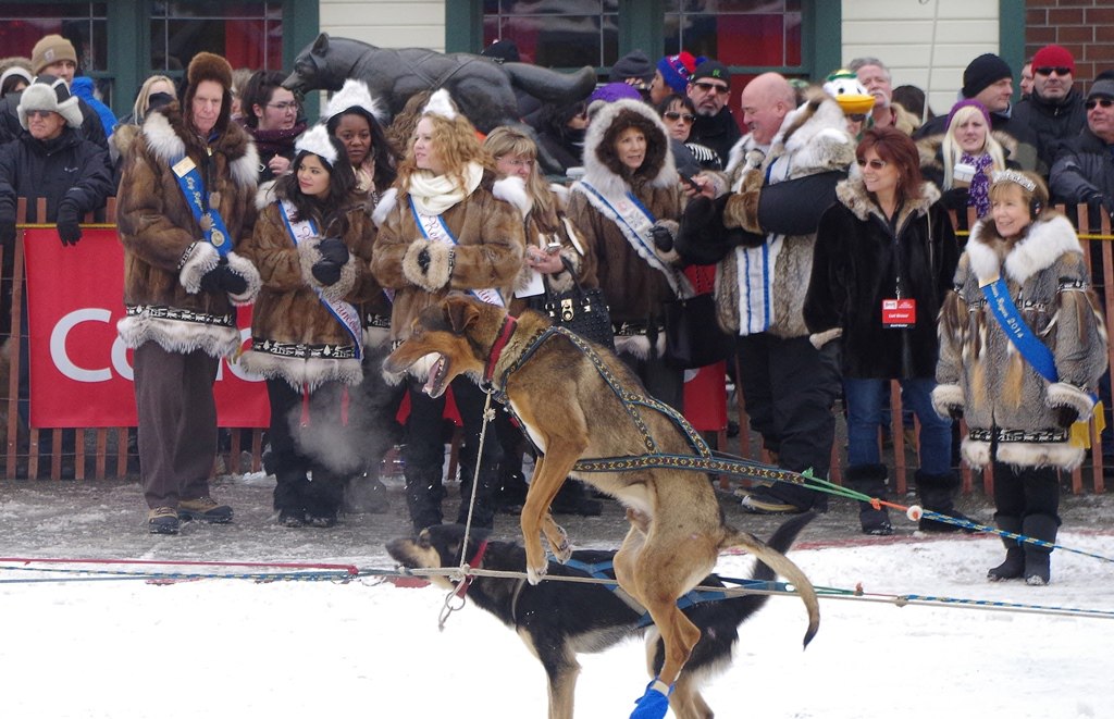 Mushers And Dogs Persevere Despite Shorter Fur Rondy Race Mushers And Dogs Persevere Despite Shorter Fur Rondy Race