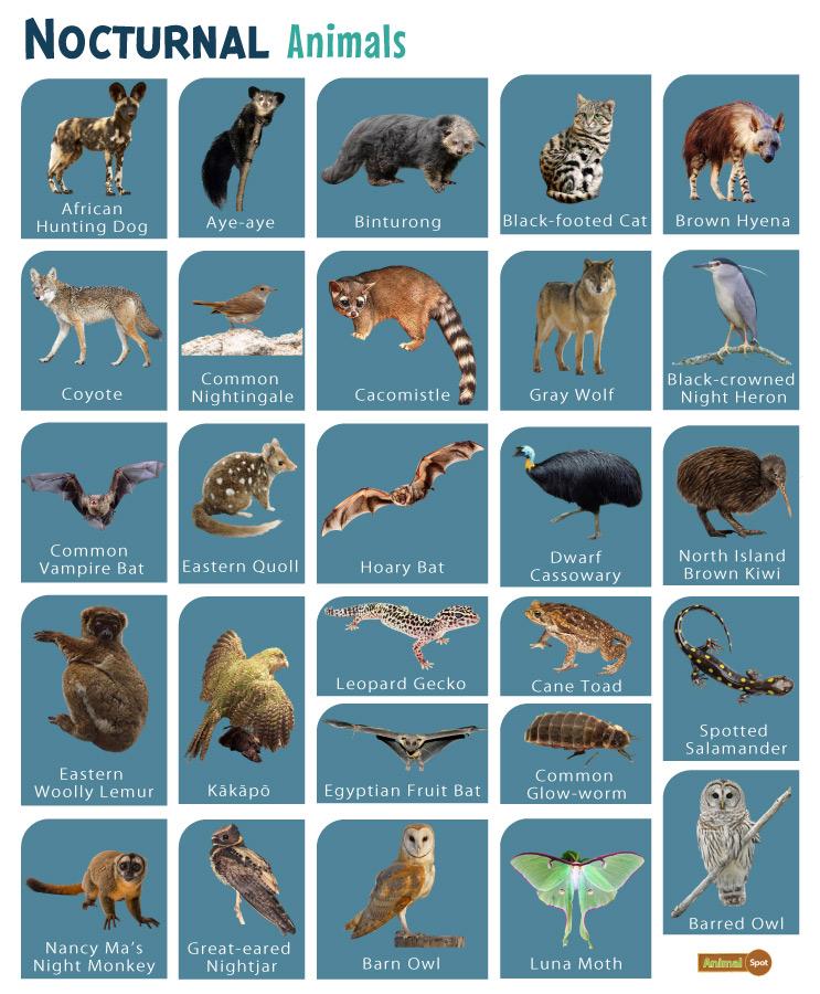 Night Hunter: A Comprehensive Guide To Nocturnal Predators Night Hunter: A Comprehensive Guide To Nocturnal Predators
