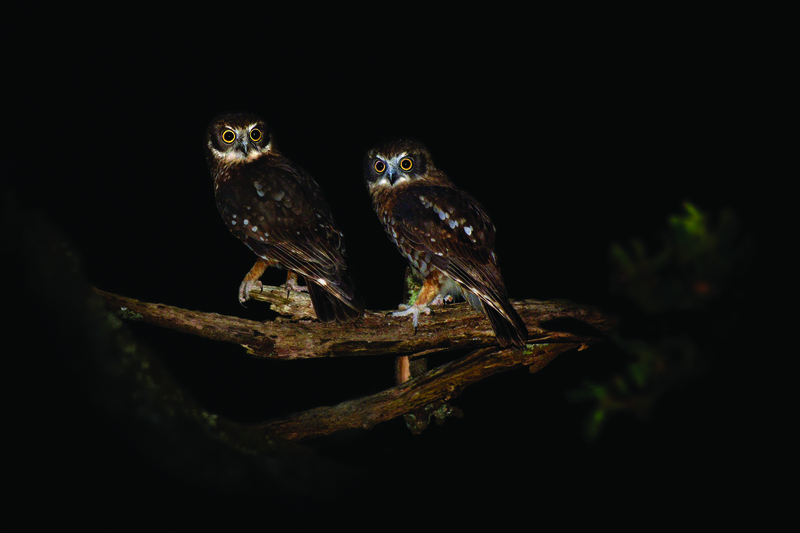 Night Hunter: Tracking And Understanding The Habits Of Nighttime Animals Night Hunter: Tracking And Understanding The Habits Of Nighttime Animals