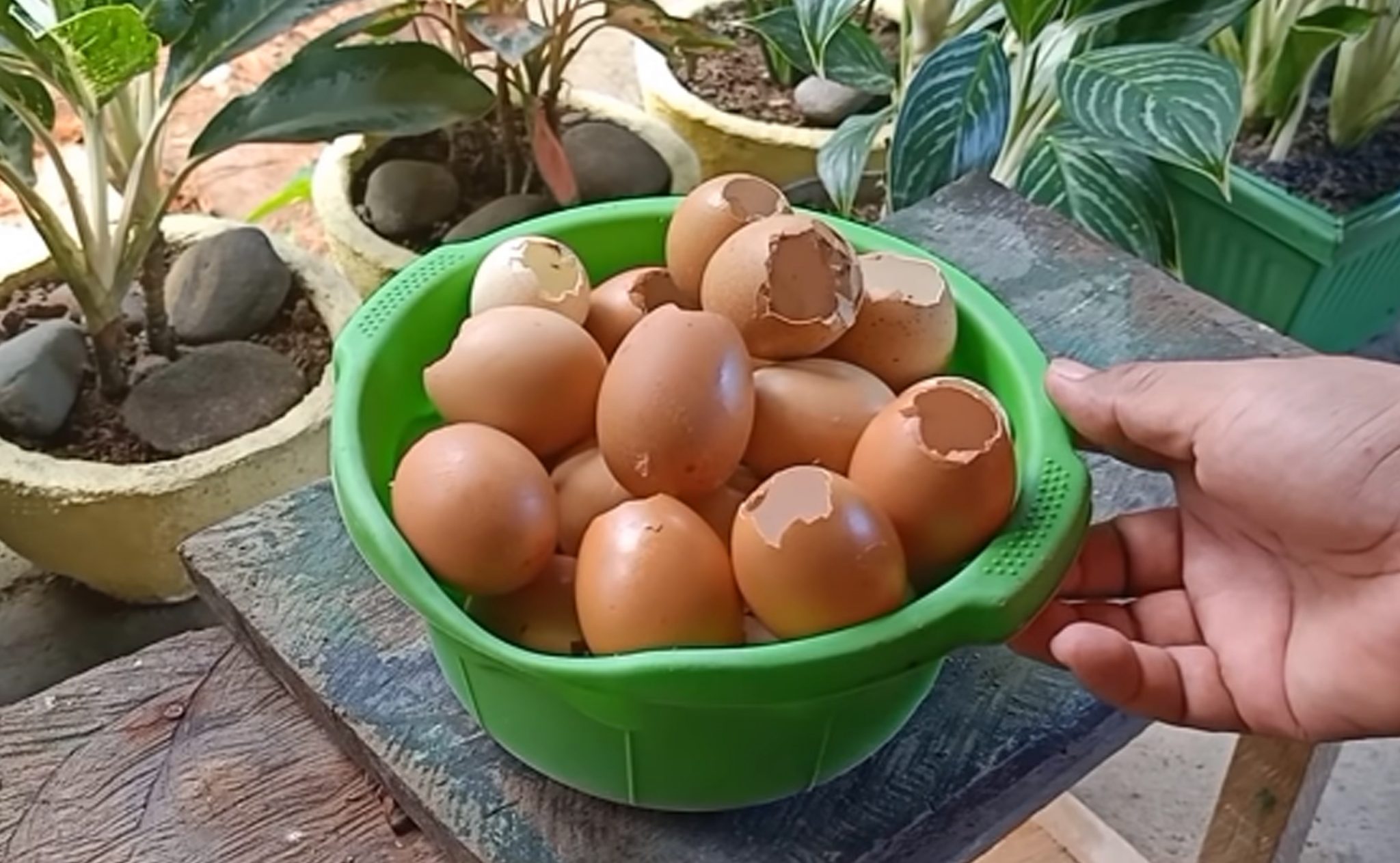Optimalkan Cangkang Telur: Nutrisi Ekstra Untuk Pertumbuhan Tanaman Dan Kesehatan Hewan Optimalkan Cangkang Telur: Nutrisi Ekstra Untuk Pertumbuhan Tanaman Dan Kesehatan Hewan