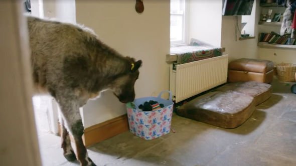 Our Yorkshire Farm: Channel 4 Announcement Sparks Further Complaints Against Amanda Owen Our Yorkshire Farm: Channel 4 Announcement Sparks Further Complaints Against Amanda Owen
