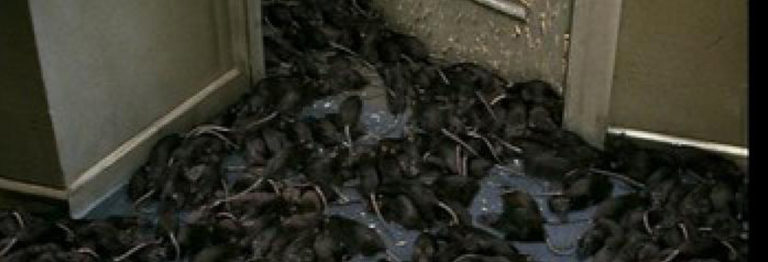 Parents De Bouton D'Or (Florange) Dénoncent L'infestation De Rats Et Le Manque De Remplacements Parents De Bouton D'Or (Florange) Dénoncent L'infestation De Rats Et Le Manque De Remplacements