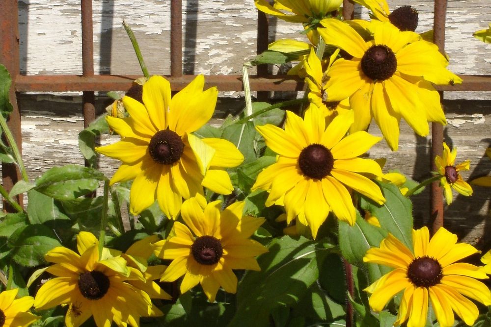 Perennials Vs. Annuals: Making The Best Choice For Your Flowerbeds Perennials Vs. Annuals: Making The Best Choice For Your Flowerbeds
