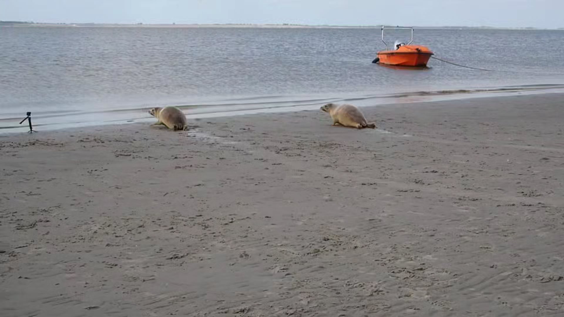 Pieterburen Seal Rescue Center Closes After 50 Years: Final Seals Released Pieterburen Seal Rescue Center Closes After 50 Years: Final Seals Released