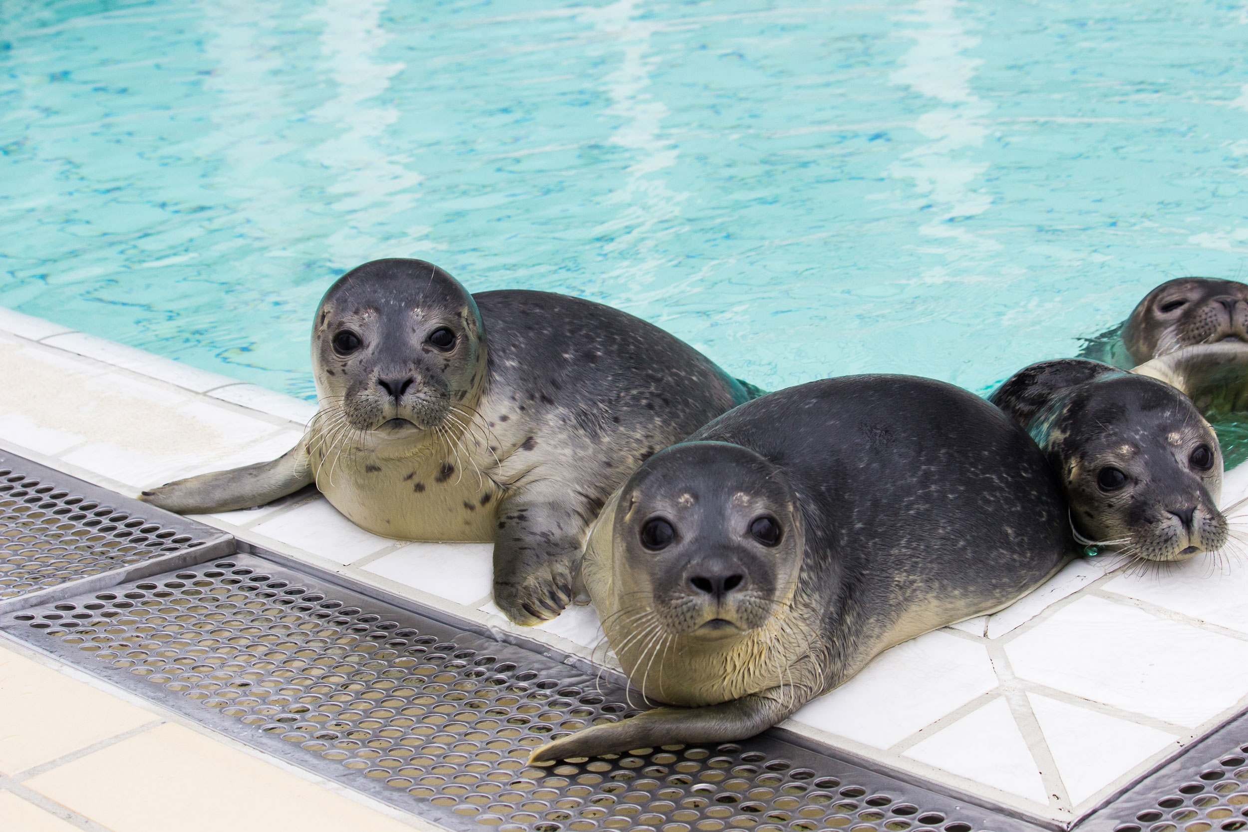 Pieterburen Seal Rescue Center's Legacy: 50 Years And The Release Of Its Final Seals Pieterburen Seal Rescue Center's Legacy: 50 Years And The Release Of Its Final Seals