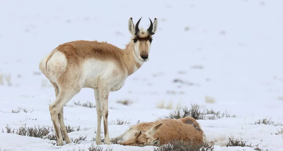 Pronghorn Rescue: A New Documentary On Post-Winter Survival Pronghorn Rescue: A New Documentary On Post-Winter Survival