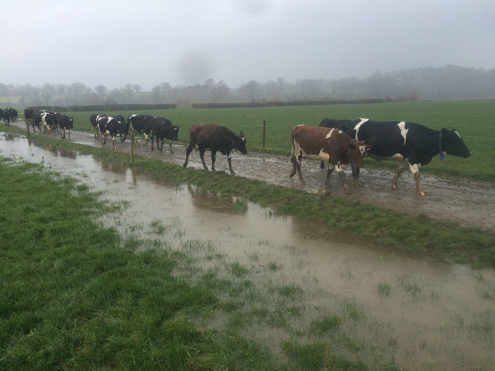 Protecting Livestock From The Dangers Of Flooding Protecting Livestock From The Dangers Of Flooding